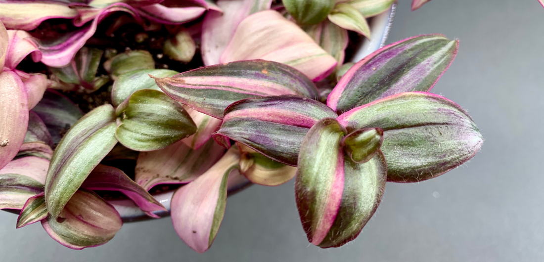 Variegated Tradescantia Zebrina (Costa Farms Edition)