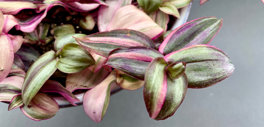 Variegated Tradescantia Zebrina (Costa Farms Edition)