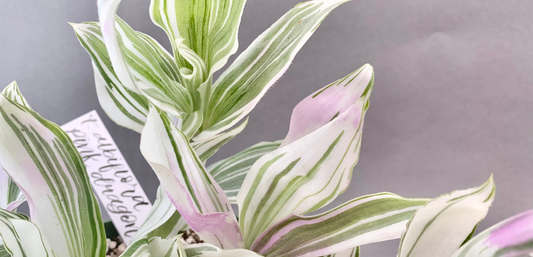Tradescantia albiflora ‘pink dragon’