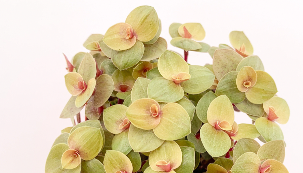 Callisia Repens Gold