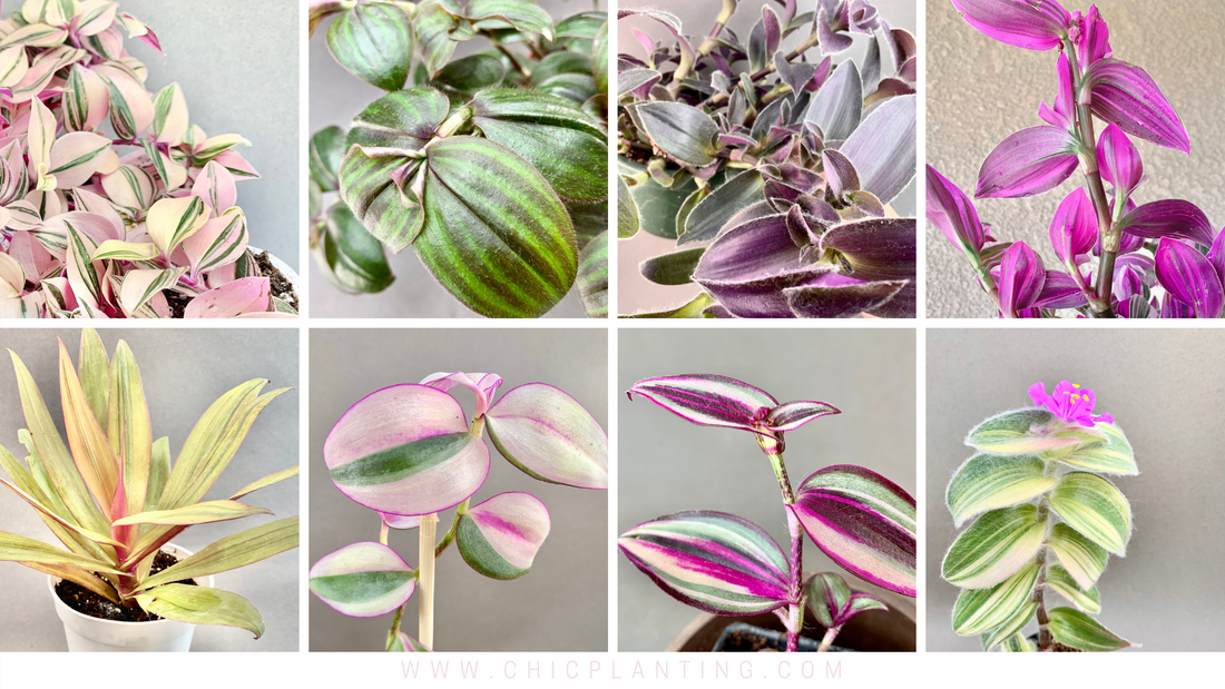 Tradescantia Varieties: Identification and Photo Gallery