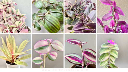 Tradescantia Varieties: Identification and Photo Gallery