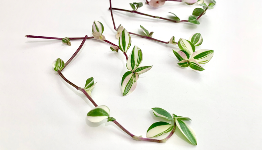 Callisia Repens Bianca