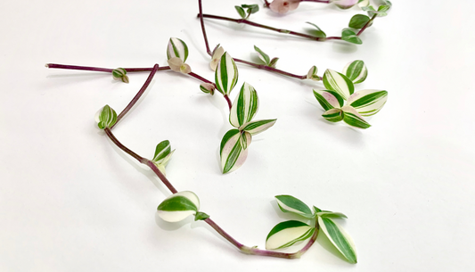 Callisia Repens Bianca