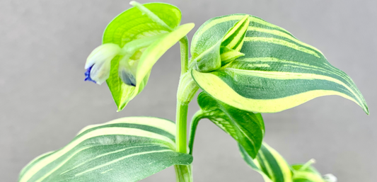 Commelina communis variegata