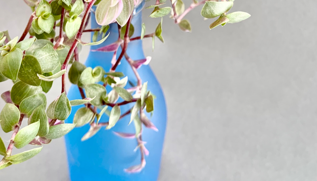 ‘Reverted’ Tradescantia in Layman’s Term