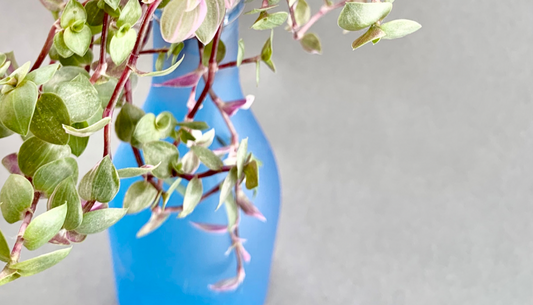 ‘Reverted’ Tradescantia in Layman’s Term