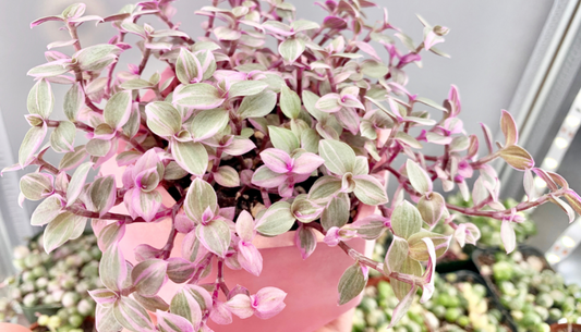 Callisia Repens Rosato ‘Pink Panther’