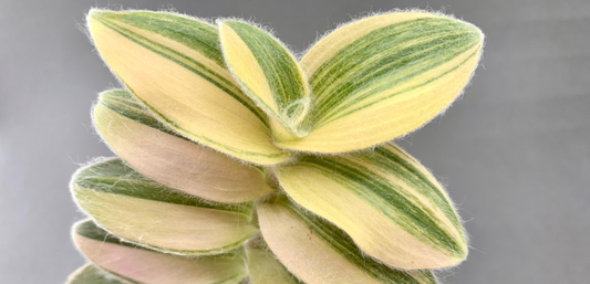 Tradescantia Sillamontana Variegata