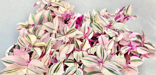 Tradescantia Mundula Variegata Lighting Guide