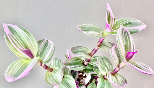 Tradescantia Nanouk and Tradescantia Lilac