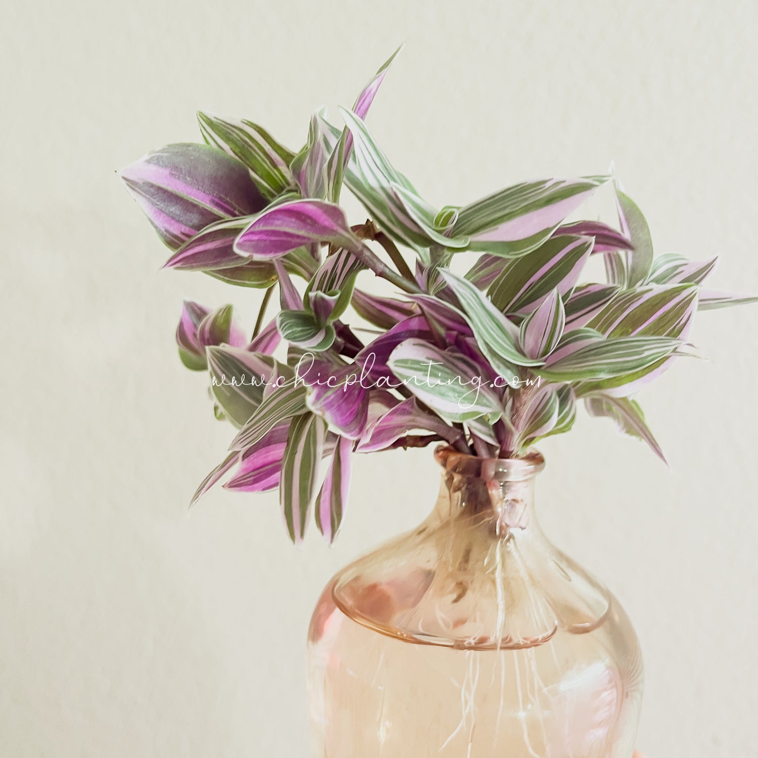 Cuttings