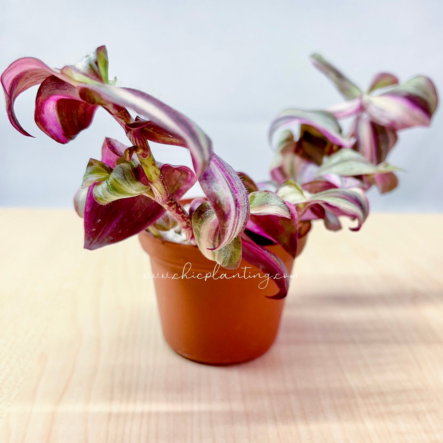 Chic Planting Rewards (FREE PLANTS)