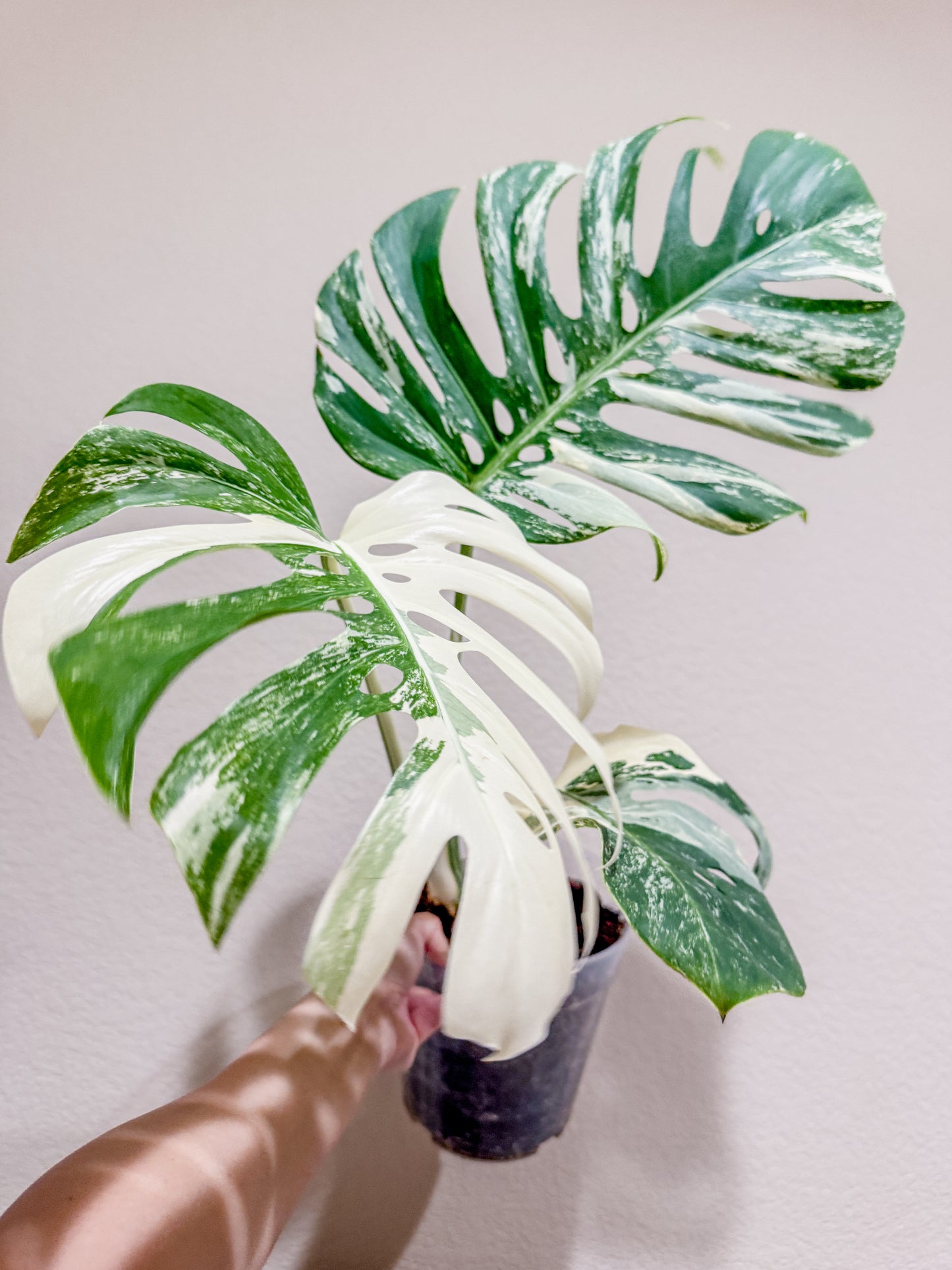 Monstera Albo - 3 Leaf Top Cutting | WYSIWYG