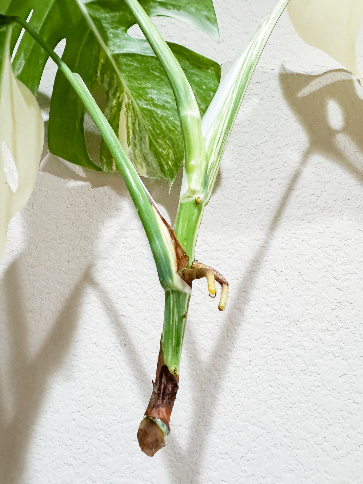 Monstera Albo - 3 Leaf Top Cutting | WYSIWYG