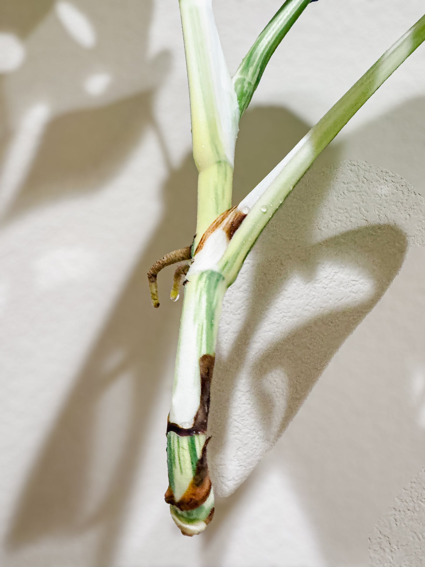 Monstera Albo - 3 Leaf Top Cutting | WYSIWYG