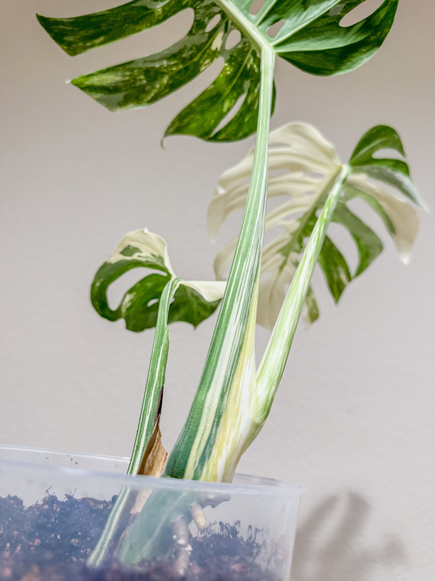 Monstera Albo - 3 Leaf Top Cutting | WYSIWYG