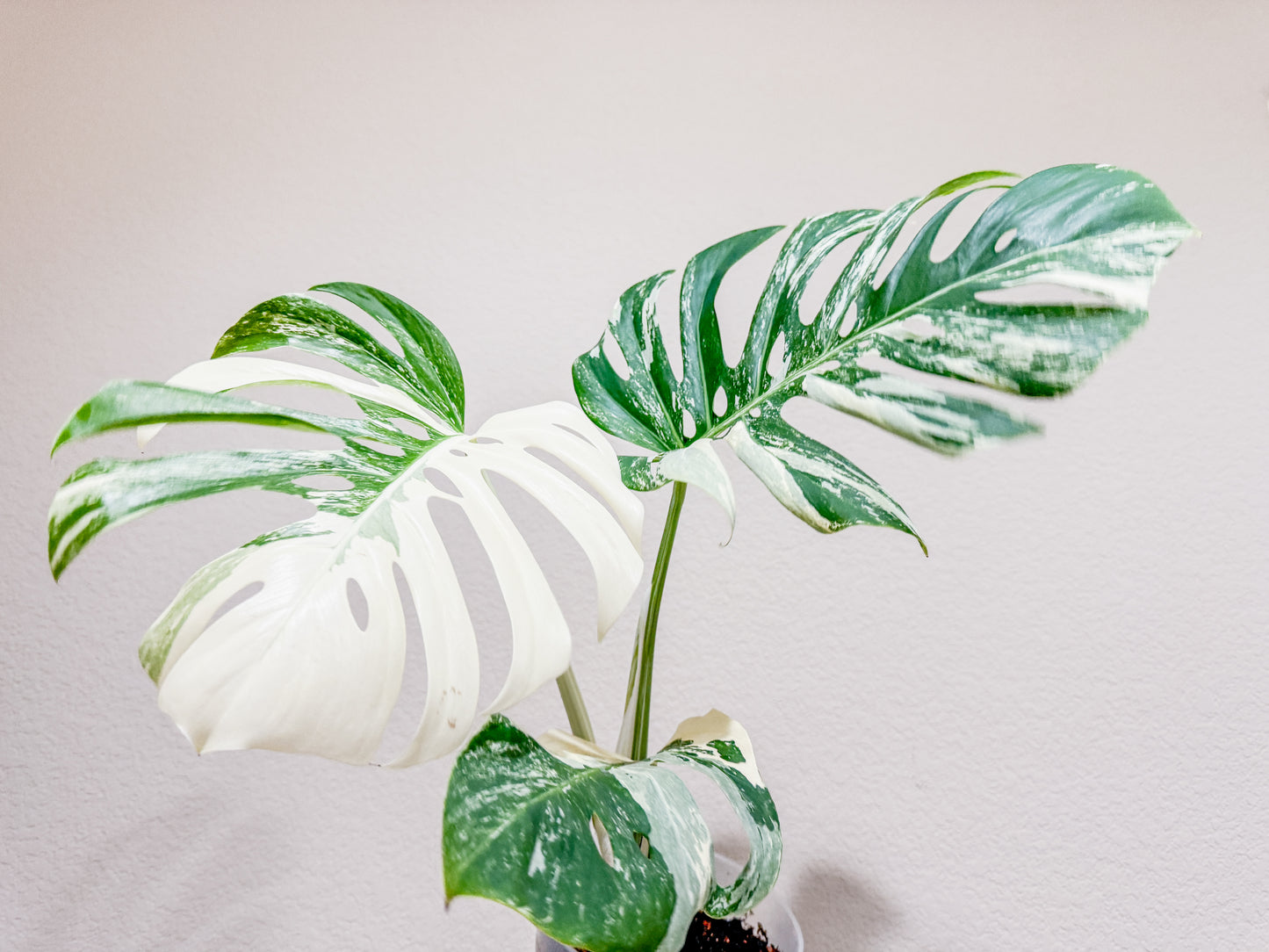 Monstera Albo - 3 Leaf Top Cutting | WYSIWYG