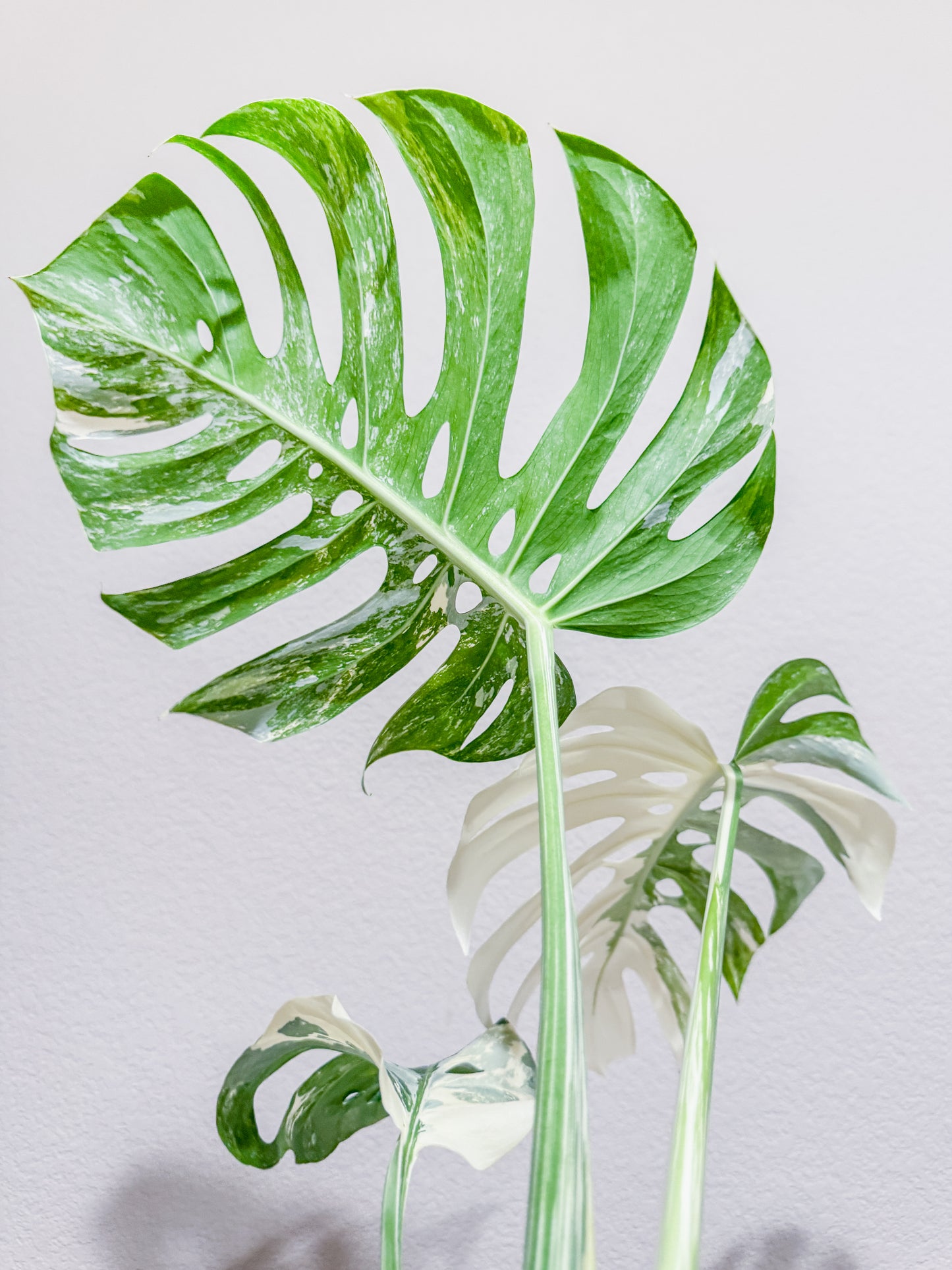 Monstera Albo - 3 Leaf Top Cutting | WYSIWYG