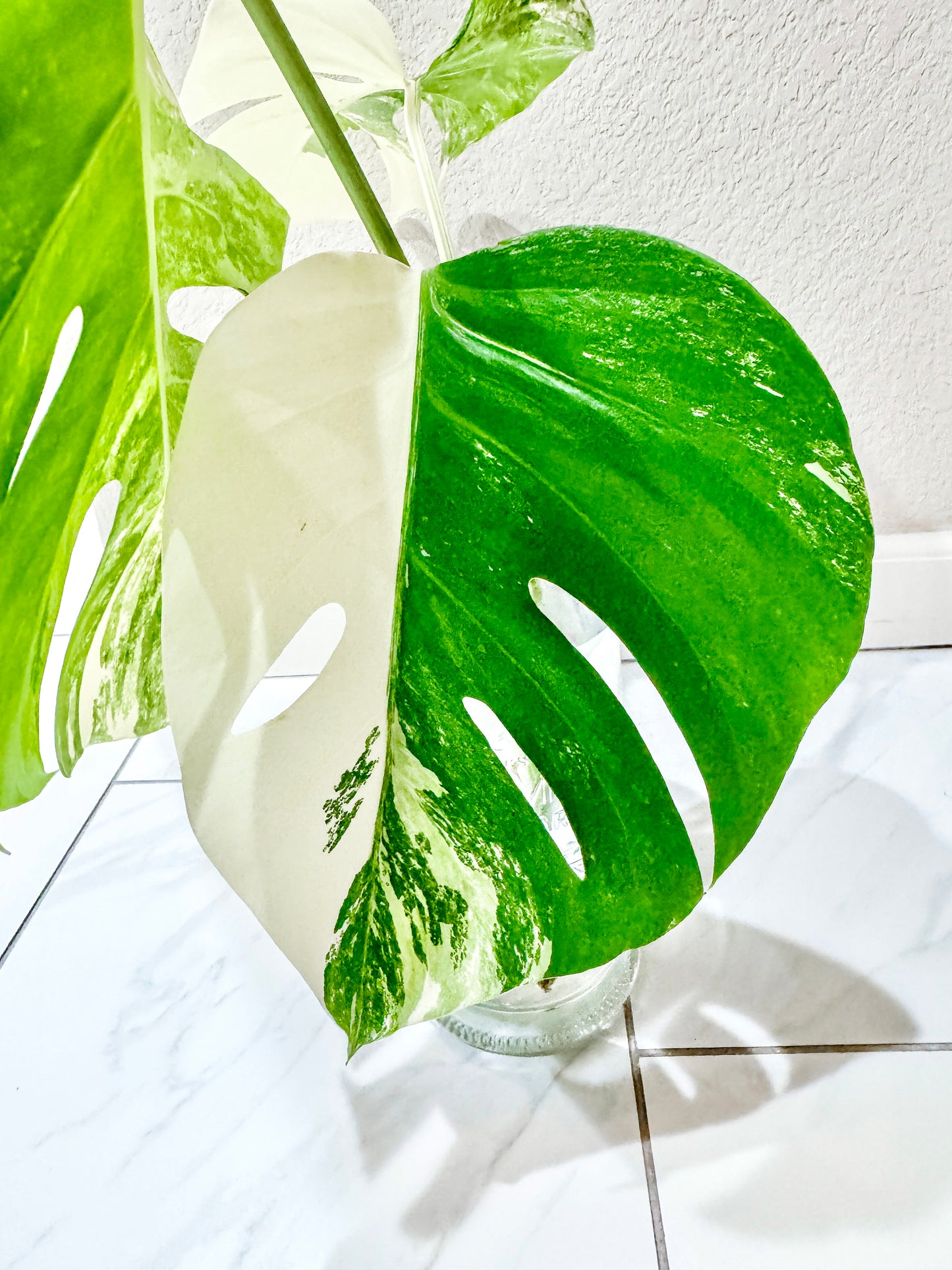 Monstera Albo - 3 Leaf Top Cutting | WYSIWYG