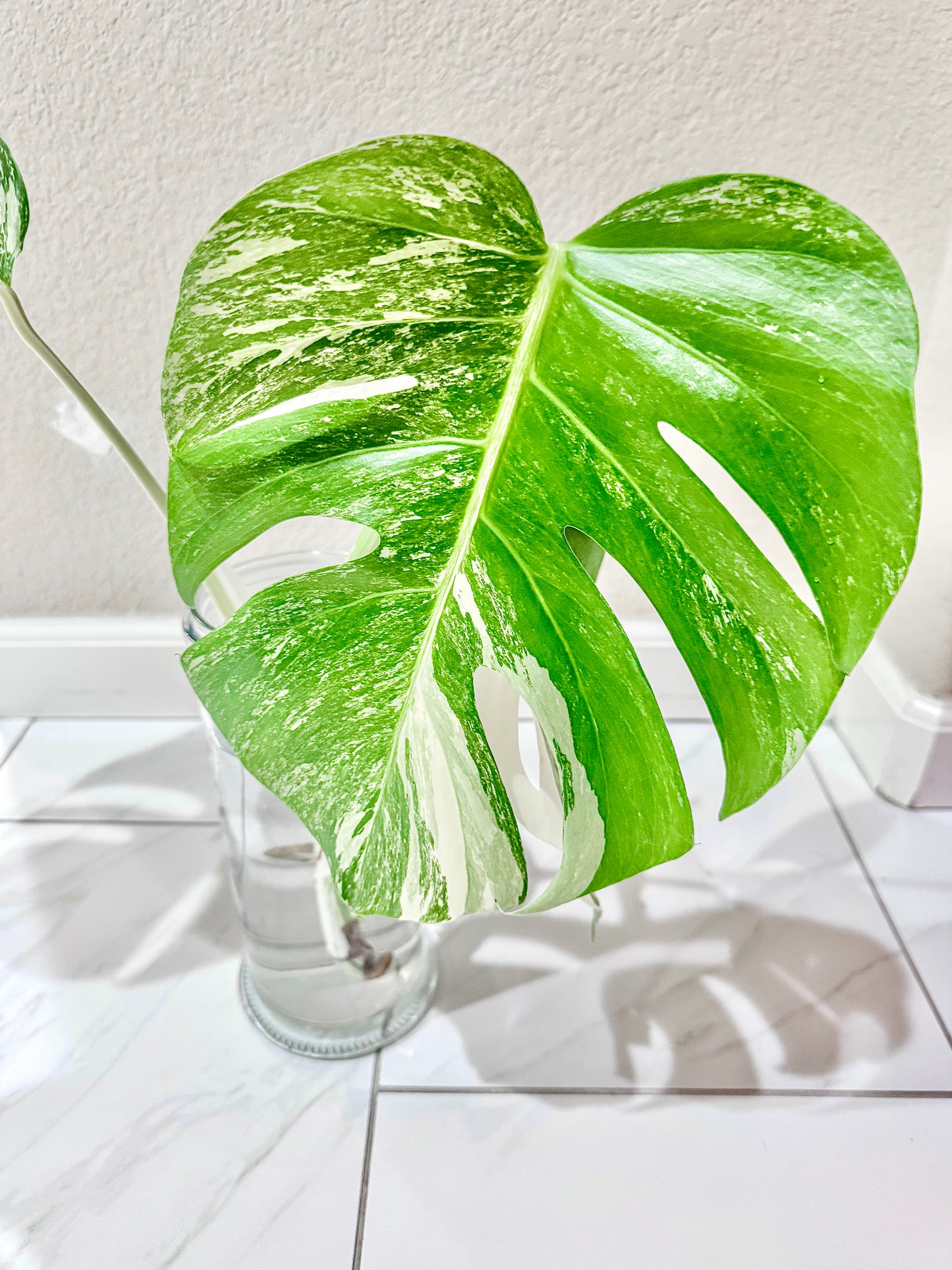 Monstera Albo - 3 Leaf Top Cutting | WYSIWYG