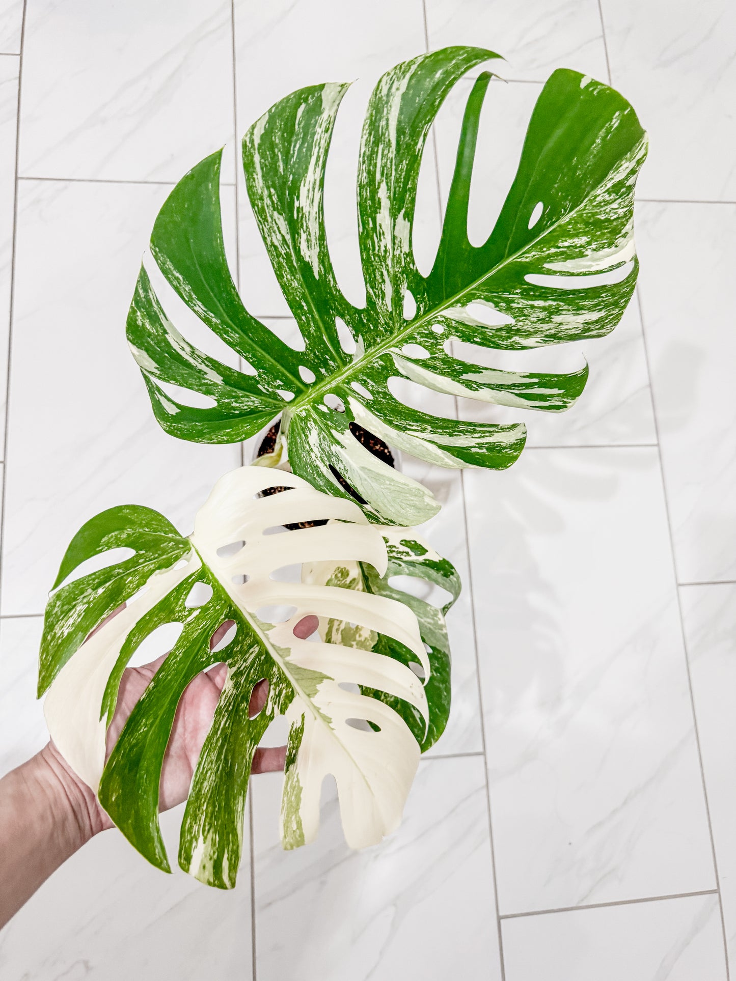 Monstera Albo - 3 Leaf Top Cutting | WYSIWYG