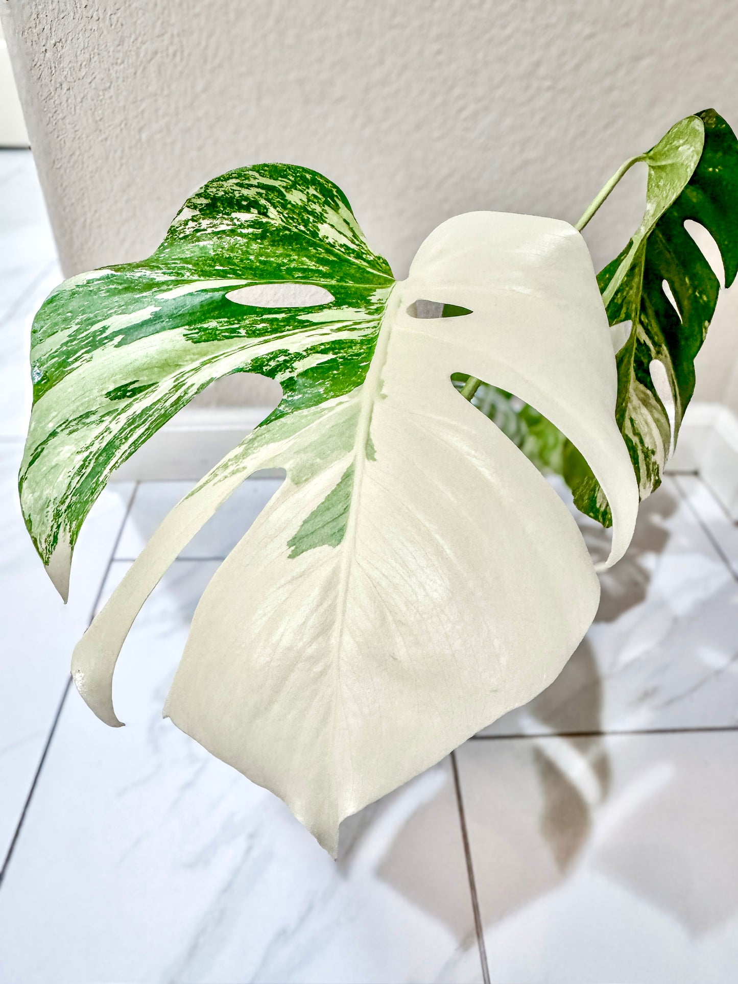 Monstera Albo - 3 Leaf Top Cutting | WYSIWYG