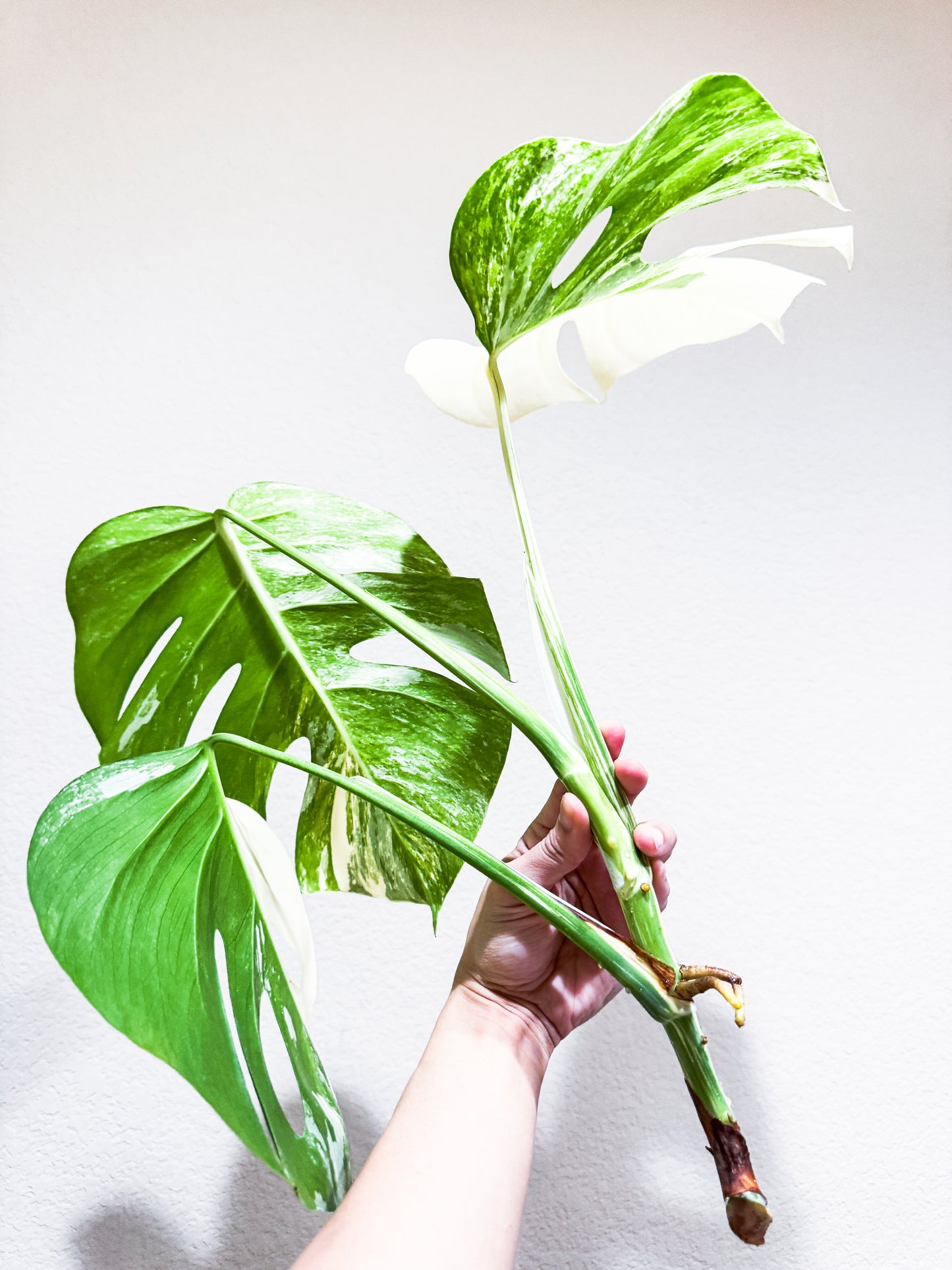 Monstera Albo - 3 Leaf Top Cutting | WYSIWYG